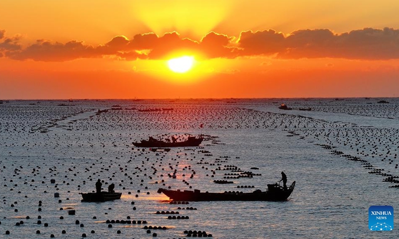 An aerial drone photo taken on Nov. 29, 2024 shows a marine ranch in Ailun Bay of Rongcheng City, east China's Shandong Province. Photo: Xinhua