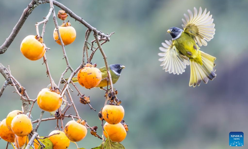 Birds are seen near a persimmon tree in Yaowan Village of Sanquan Town, southwest China's Chongqing Municipality, Nov. 29, 2024. Photo: Xinhua