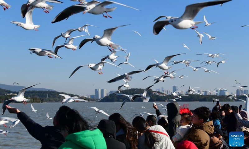 People feed red-billed gulls at the Yuantouzhu scenic spot of the Taihu Lake in Wuxi, east China's Jiangsu Province, Nov. 29, 2024. Photo: Xinhua
