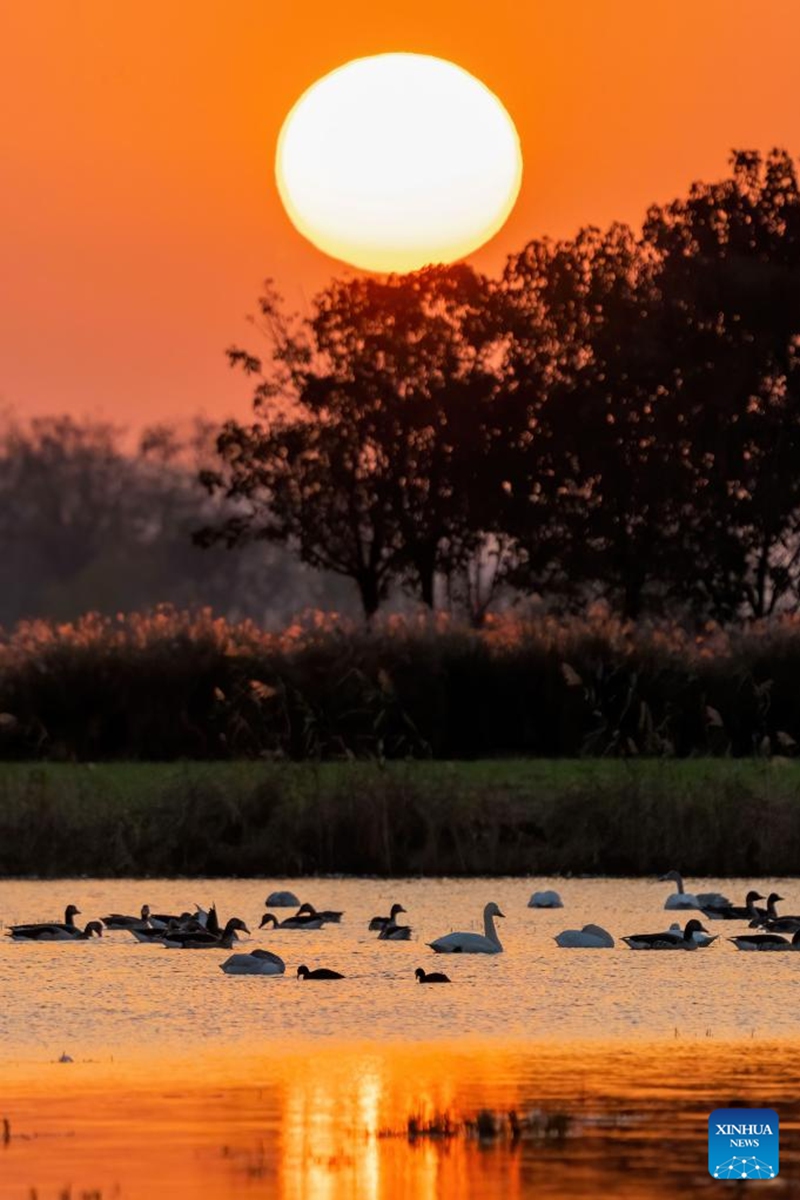 Swans are seen at a wetland in Feidong County of Hefei, east China's Anhui Province, Nov. 30, 2024. Photo: Xinhua