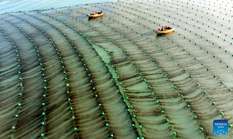 An aerial drone photo taken on Nov. 29, 2024 shows a marine ranch in Ailun Bay of Rongcheng City, east China's Shandong Province. Photo: Xinhua