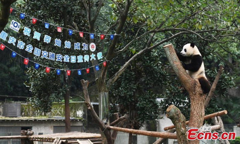 Giant panda Mang Cancan plays outdoor at Chongqing Zoo, Dec. 1, 2024. The panda was nominated as Chongqing's ambassador for the 13th National Traffic Safety Day, which falls on December 2. Photo: China News Service

