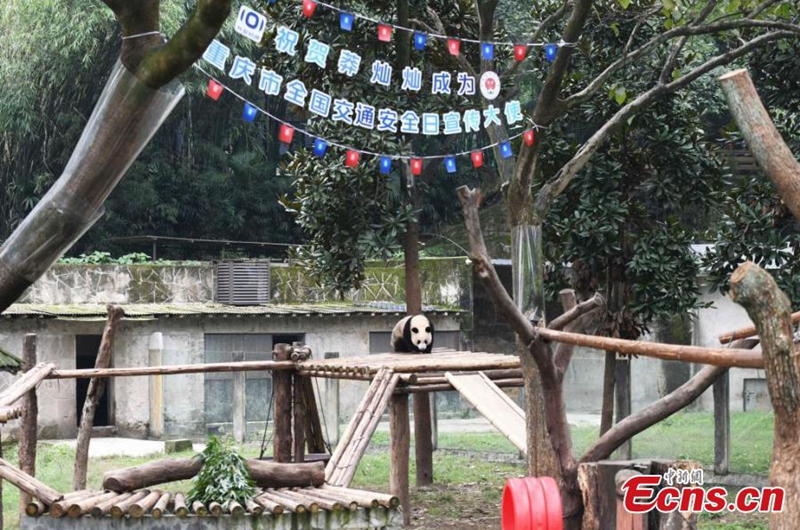 Giant panda Mang Cancan plays outdoor at Chongqing Zoo, Dec. 1, 2024. Photo: China News Service

