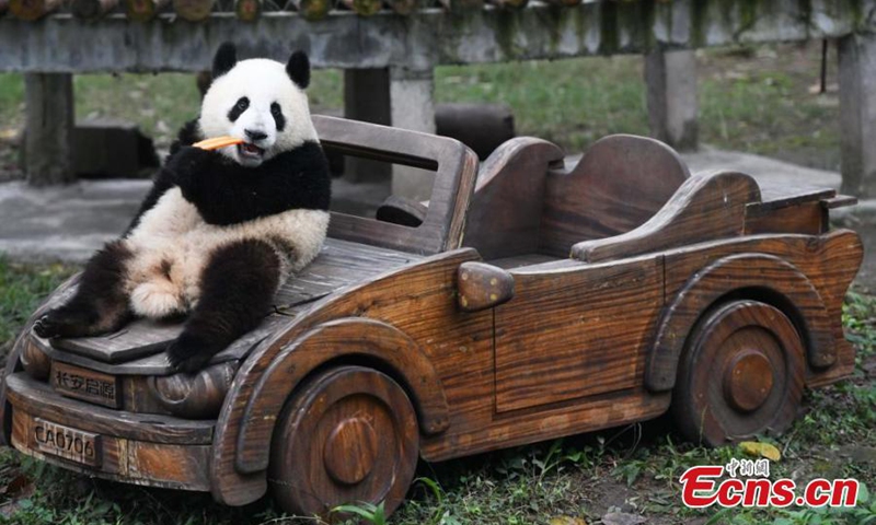 Giant panda Mang Cancan plays outdoor at Chongqing Zoo, Dec. 1, 2024. Photo: China News Service

