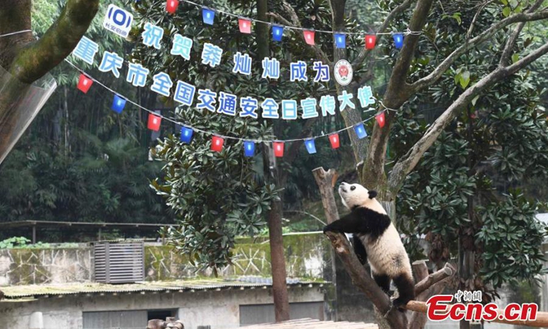 Giant panda Mang Cancan plays outdoor at Chongqing Zoo, Dec. 1, 2024. Photo: China News Service

