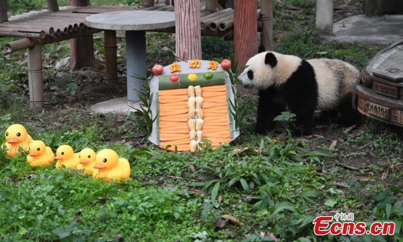 Giant panda Mang Cancan plays outdoor at Chongqing Zoo, Dec. 1, 2024. Photo: China News Service

