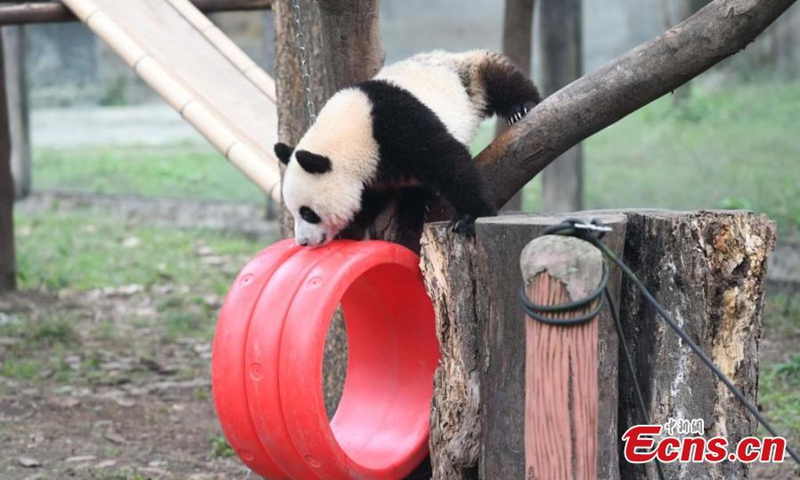 Giant panda Mang Cancan plays outdoor at Chongqing Zoo, Dec. 1, 2024. Photo: China News Service


