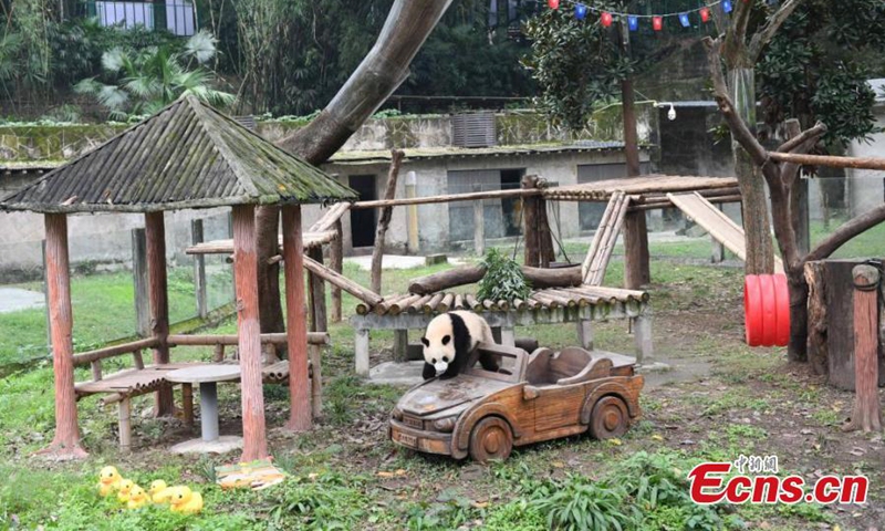 Giant panda Mang Cancan plays outdoor at Chongqing Zoo, Dec. 1, 2024. Photo: China News Service

