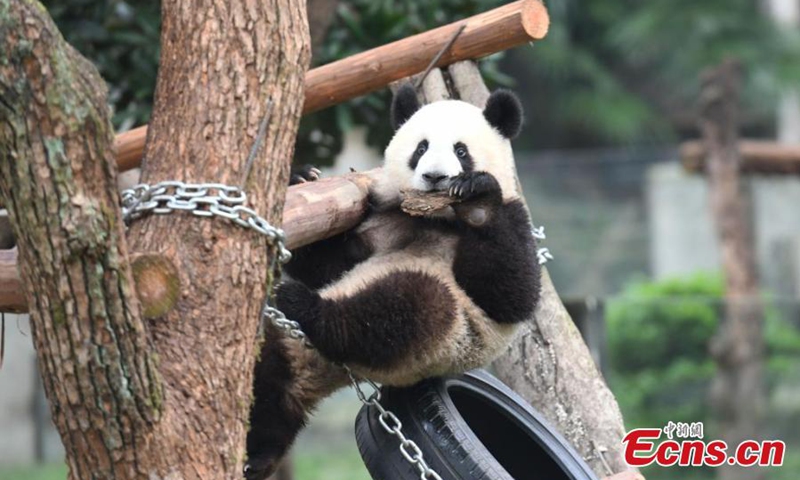 Giant panda Mang Cancan plays outdoor at Chongqing Zoo, Dec. 1, 2024. Photo: China News Service

