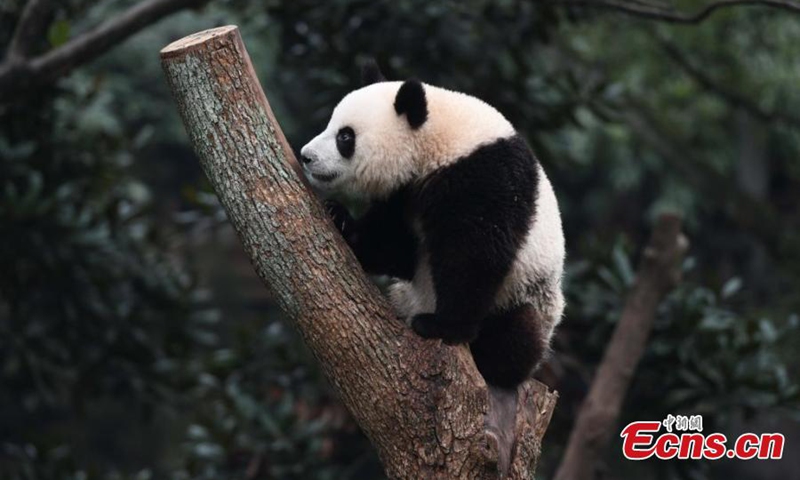 Giant panda Mang Cancan plays outdoor at Chongqing Zoo, Dec. 1, 2024. Photo: China News Service

