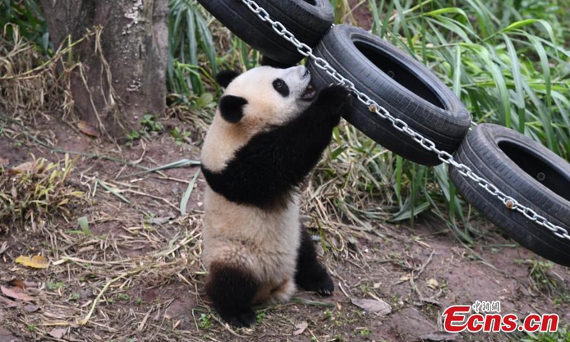 Giant panda Mang Cancan plays outdoor at Chongqing Zoo, Dec. 1, 2024. Photo: China News Service


