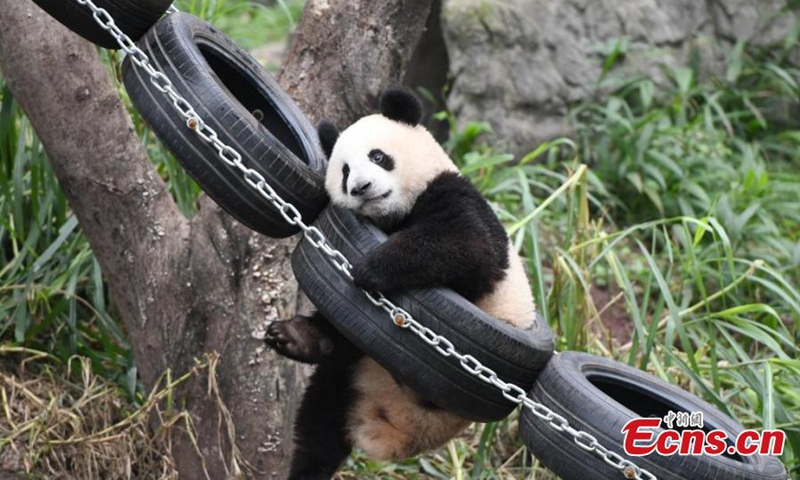 Giant panda Mang Cancan plays outdoor at Chongqing Zoo, Dec. 1, 2024. Photo: China News Service

