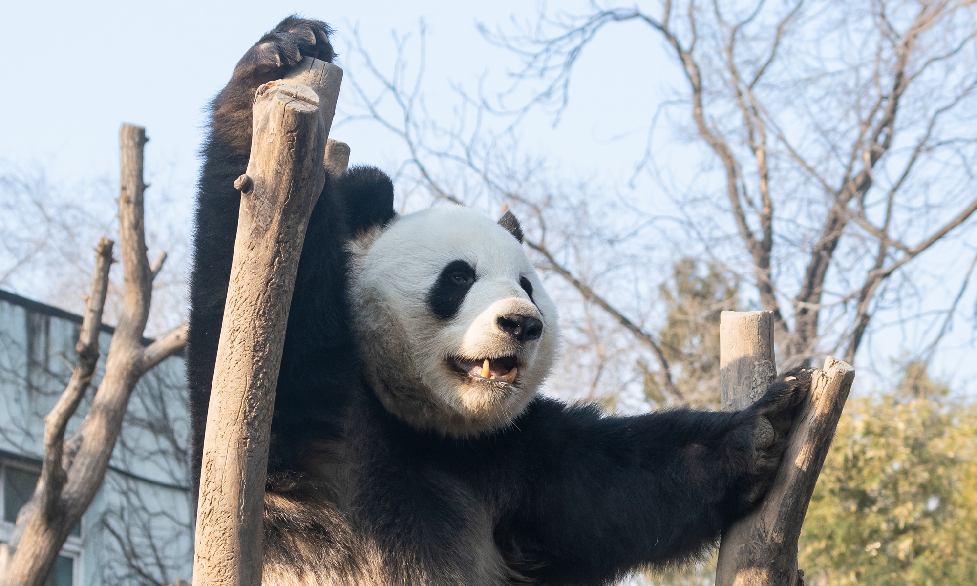 Known as the “Third Prince of Xizhimen,” he is strikingly handsome, exceptionally intelligent, and once nearly escaped from the zoo. Photo: VCG 