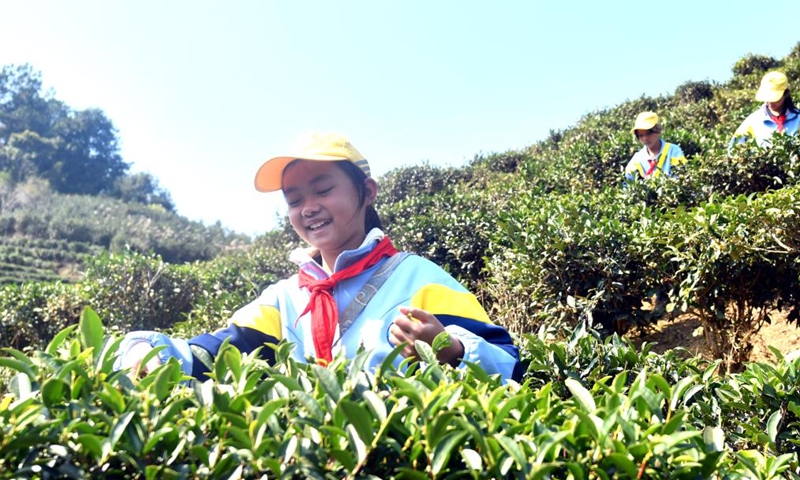 Students pick tea leaves at the tea garden of Tangping Primary School in Liubao Town of Cangwu County in Wuzhou City, south China's Guangxi Zhuang Autonomous Region, Dec. 3, 2024. In recent years, Liubao Town has introduced the promotion of Liubao tea culture into classrooms, offering a series of courses to advance the inheritance and development of the tea. Liubao tea-making technique is a UNESCO intangible cultural heritage subproject. Photo: Xinhua