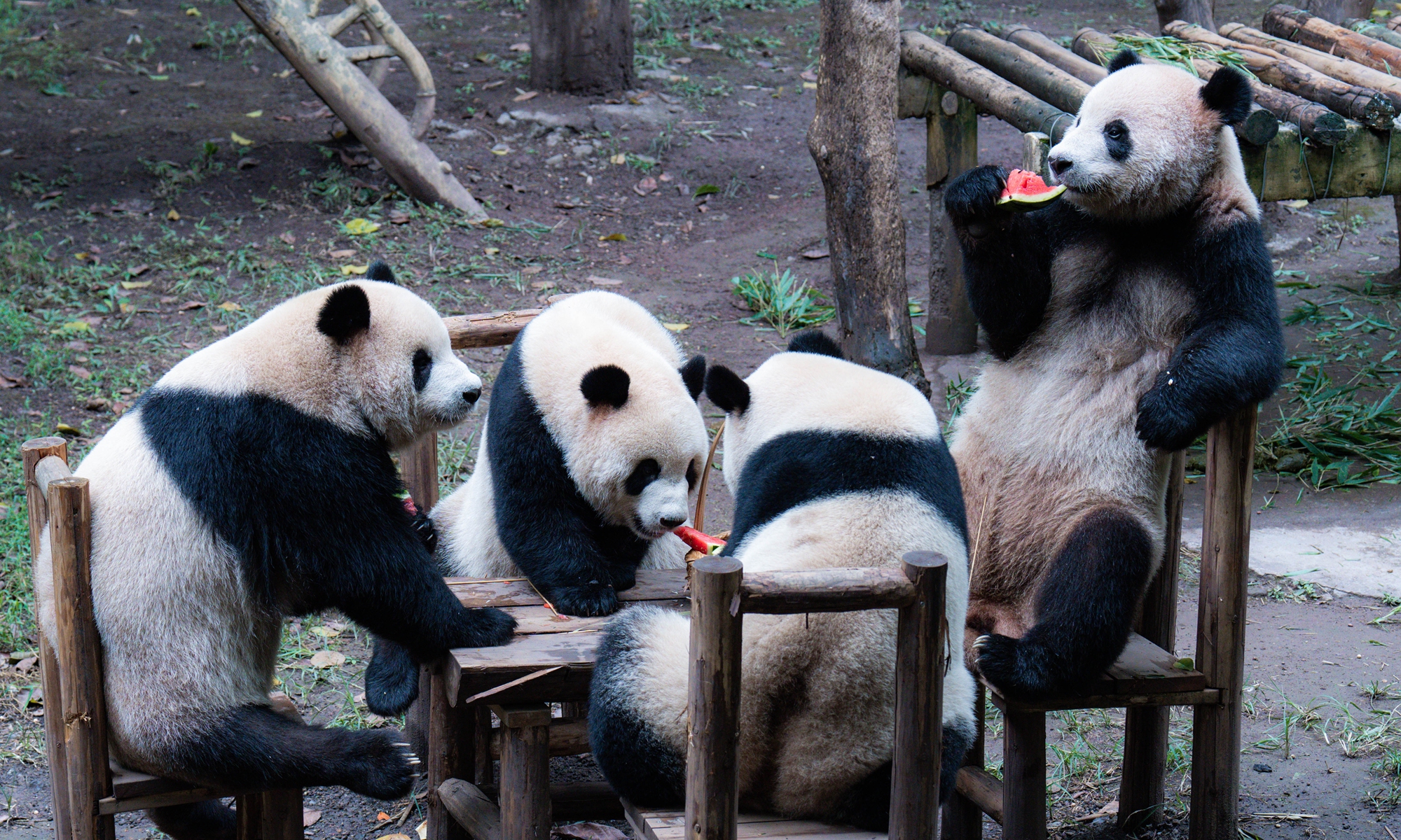 Two pairs of twin giant pandas enjoy a fruit feast together at Chongqing Zoo in Southwest China’s Chongqing Municipality, on October 3, 2024, during the National Day holidays. Photo: VCG