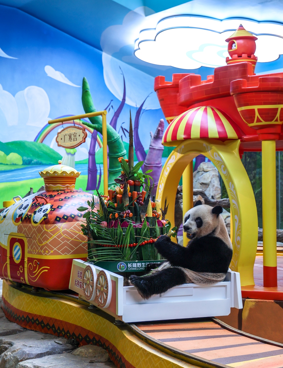 Giant panda Ku Ku celebrates his 10th birthday aboard his train at Chimelong Safari Park in Guangzhou, South China’s Guangdong Province, on July 29, 2024. Photo: VCG 