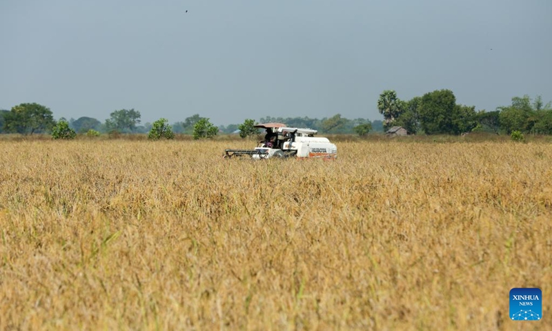 A harvester reaps rice in a field on the outskirts of Yangon, Myanmar, Dec. 4, 2024. Photo: Xinhua