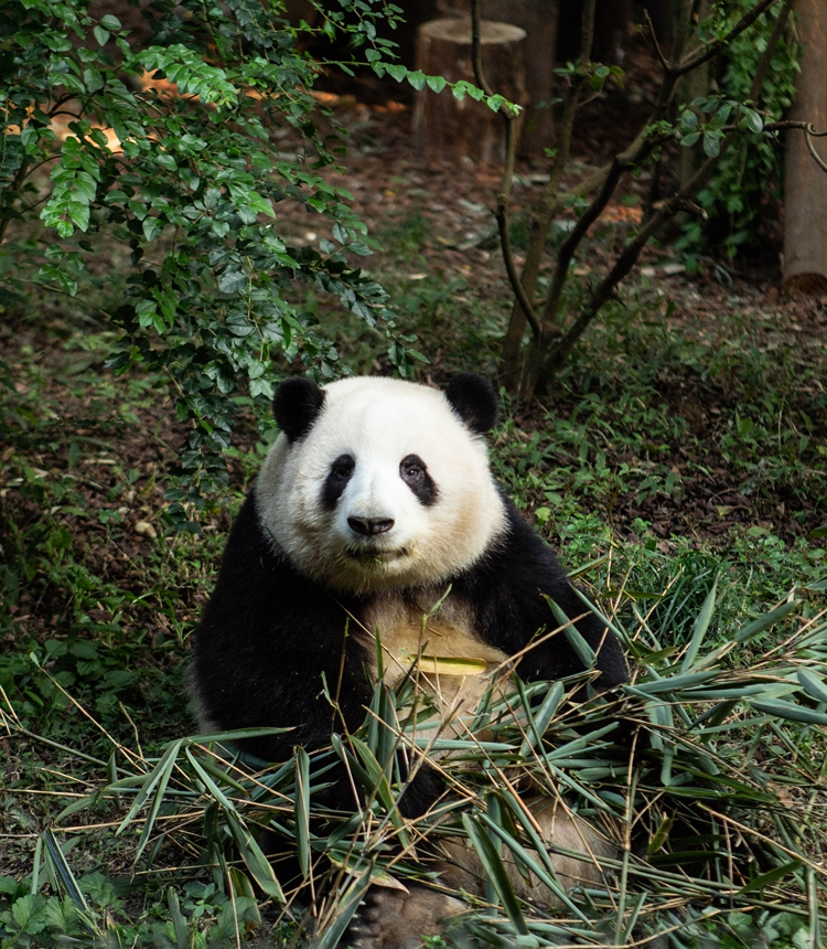 Giant panda He Hua (Hua Hua) strikes a pose for visitors before “clocking out” at the Chengdu Research Base of Giant Panda Breeding on December 1, 2024. Photo: Shan Jie/GT
