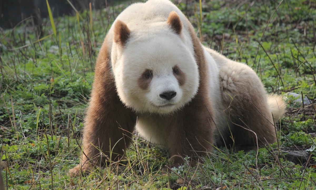 Qi Zai, the only captive brown panda, enjoys “listening to gossip,” as netizens joke. Photo: VCG 