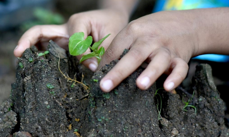 A child plants a sapling on World Soil Day in Gampaha, Sri Lanka on Dec. 5, 2024. Dec. 5 marks World Soil Day, a day designated by the United Nations to highlight the importance of healthy soils and to advocate sustainable management of soil resources. Photo: Xinhua