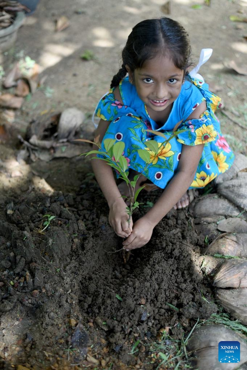 A girl plants a sapling on World Soil Day in Gampaha, Sri Lanka on Dec. 5, 2024. Dec. 5 marks World Soil Day, a day designated by the United Nations to highlight the importance of healthy soils and to advocate sustainable management of soil resources. Photo: Xinhua