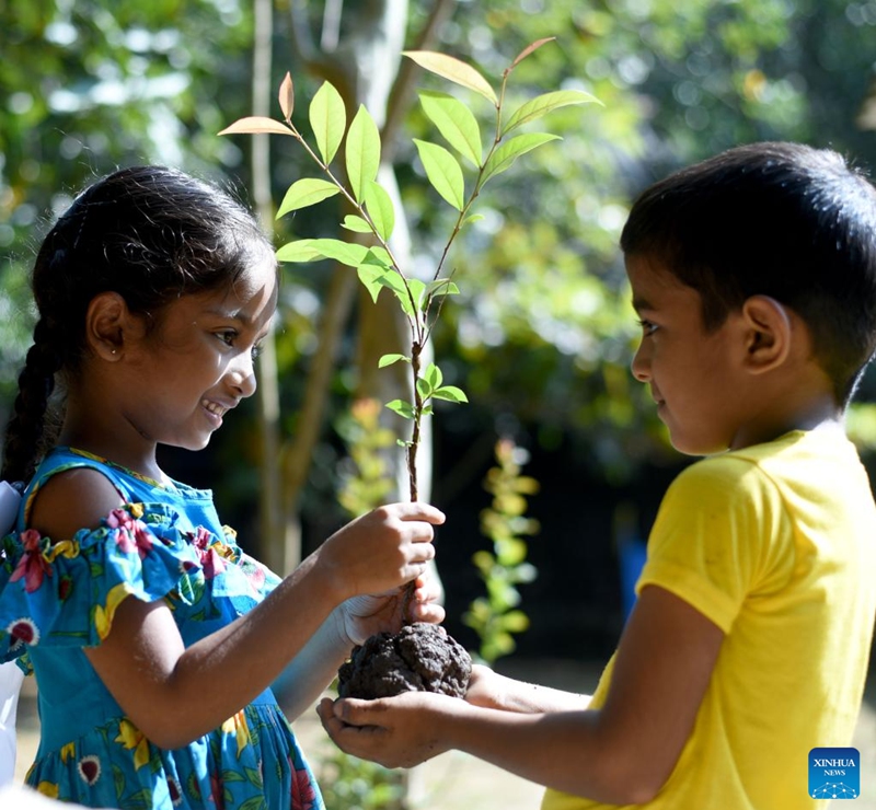 Children prepare to plant a sapling on World Soil Day in Gampaha, Sri Lanka on Dec. 5, 2024. Dec. 5 marks World Soil Day, a day designated by the United Nations to highlight the importance of healthy soils and to advocate sustainable management of soil resources. Photo: Xinhua