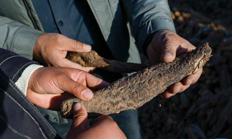 Memet Metseyit introduces home-grown cistanche to a purchaser in Pupuk Village of Minfeng County, northwest China's Xinjiang Uygur Autonomous Region, Dec. 4, 2024. (Photo: Xinhua)