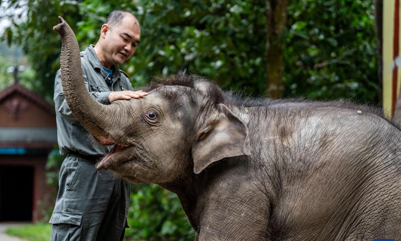 Chen Jiming plays with an elephant calf at the Xishuangbanna Asian Elephant Breeding and Rescue Center in Xishuangbanna Dai Autonomous Prefecture, southwest China's Yunnan Province, Dec. 8, 2024. (Photo: Xinhua)