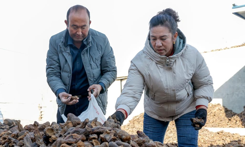 Memet Metseyit and his wife pick dried cistanche for sale in Pupuk Village of Minfeng County, northwest China's Xinjiang Uygur Autonomous Region, Dec. 4, 2024. (Photo: Xinhua)