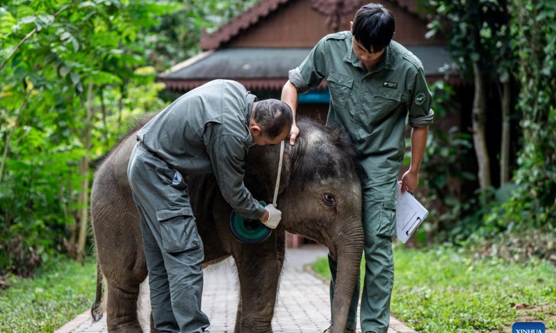 Chen Jiming (L) and Mo Shiyu give an elephant calf a physical examination at the Xishuangbanna Asian Elephant Breeding and Rescue Center in Xishuangbanna Dai Autonomous Prefecture, southwest China's Yunnan Province, Dec. 8, 2024. (Photo: Xinhua)