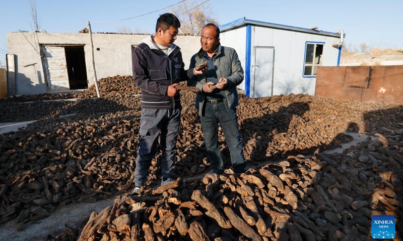 Memet Metseyit (R) introduces home-grown cistanche to a purchaser in Pupuk Village of Minfeng County, northwest China's Xinjiang Uygur Autonomous Region, Dec. 4, 2024. (Photo: Xinhua)