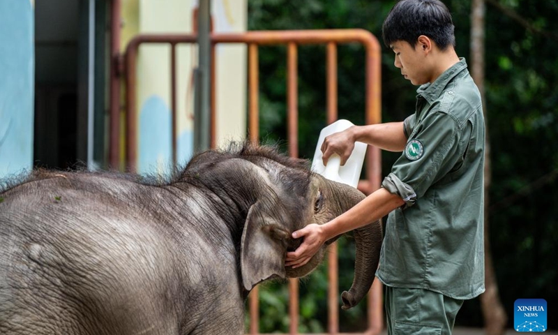 Mo Shiyu nurses an elephant calf at the Xishuangbanna Asian Elephant Breeding and Rescue Center in Xishuangbanna Dai Autonomous Prefecture, southwest China's Yunnan Province, Dec. 8, 2024.  (Photo: Xinhua)