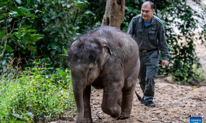 Chen Jiming takes an elephant calf to the wild for training in Xishuangbanna Dai Autonomous Prefecture, southwest China's Yunnan Province, Dec. 8, 2024. (Photo: Xinhua)