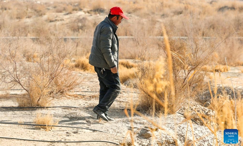 Memet Metseyit checks drip irrigation hoses laid on the sandy land in Minfeng County, northwest China's Xinjiang Uygur Autonomous Region, Dec. 4, 2024. (Photo: Xinhua)