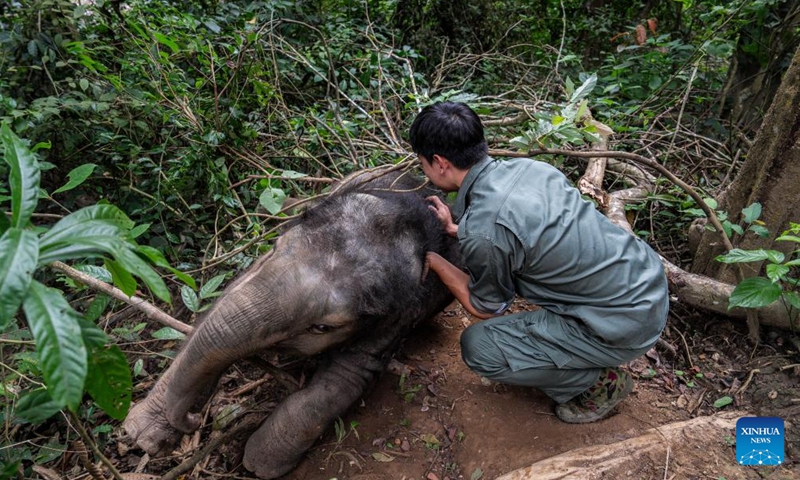 Mo Shiyu helps an elephant calf to get up from the ground in Xishuangbanna Dai Autonomous Prefecture, southwest China's Yunnan Province, on Dec. 8, 2024. (Photo: Xinhua)