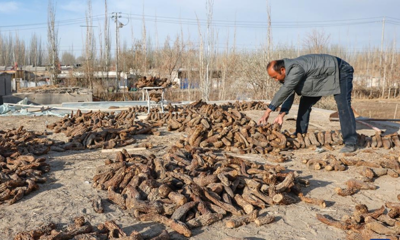 Memet Metseyit arranges dried cistanche in Pupuk Village of Minfeng County, northwest China's Xinjiang Uygur Autonomous Region, Dec. 4, 2024. (Photo: Xinhua)
