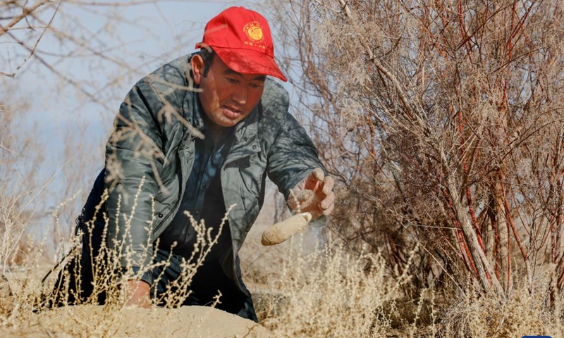 Memet Metseyit digs dried cistanche from the sandy land he contracted in Minfeng County, northwest China's Xinjiang Uygur Autonomous Region, Dec. 4, 2024. (Photo: Xinhua)