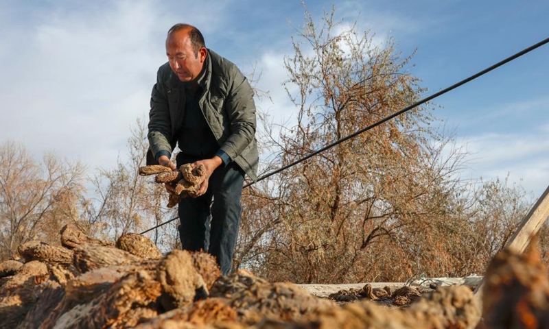 Memet Metseyit arranges dried cistanche in Pupuk Village of Minfeng County, northwest China's Xinjiang Uygur Autonomous Region, Dec. 4, 2024. (Photo: Xinhua)