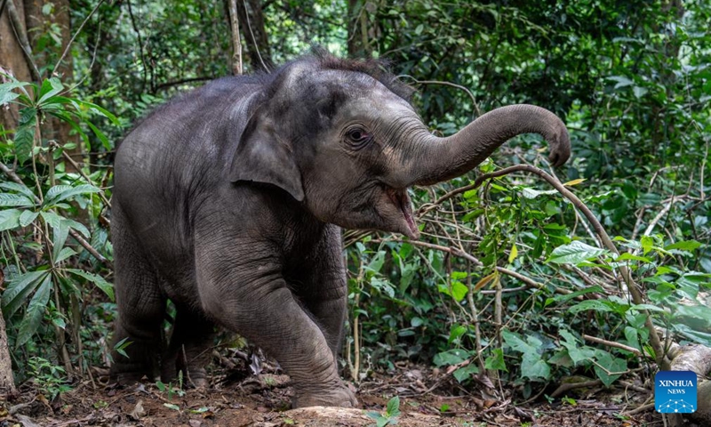 An elephant calf plays in the wild in Xishuangbanna Dai Autonomous Prefecture, southwest China's Yunnan Province, Dec. 8, 2024.  (Photo: Xinhua)