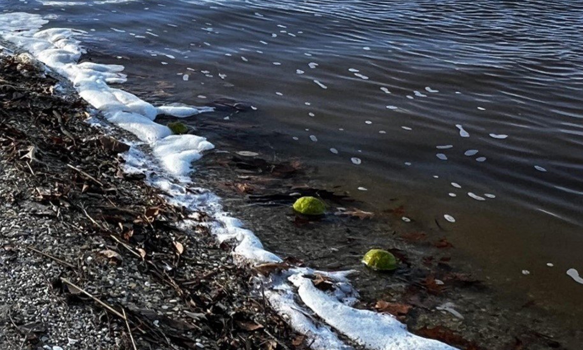 The waterfront at St. Mary's College of Maryland features carcinogenic foam on December 10, 2023. Photo: Courtesy of Elder