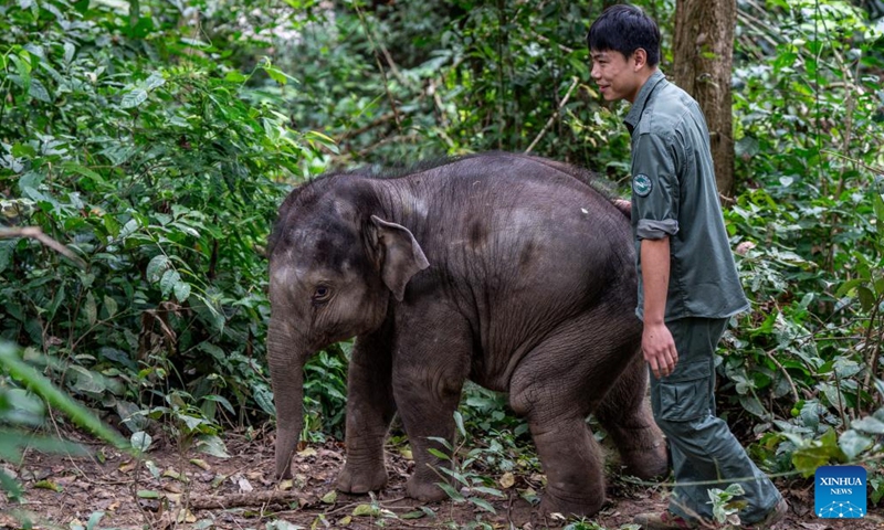 Mo Shiyu takes an elephant calf to the wild for training in Xishuangbanna Dai Autonomous Prefecture, southwest China's Yunnan Province, Dec. 8, 2024. (Photo: Xinhua)