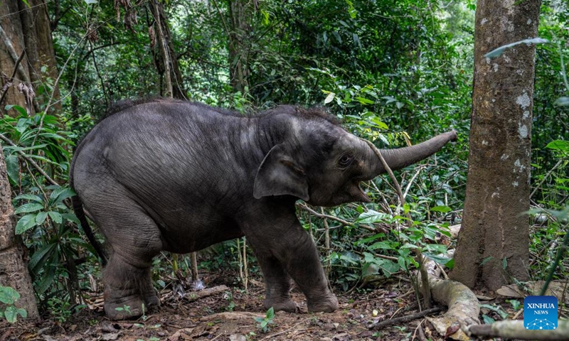 An elephant calf plays in the wild in Xishuangbanna Dai Autonomous Prefecture, southwest China's Yunnan Province, Dec. 8, 2024. (Photo: Xinhua)