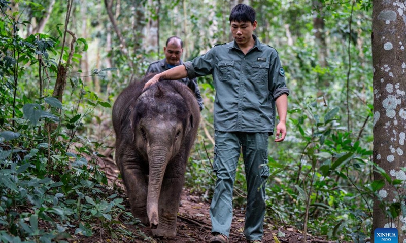 Mo Shiyu (R) and Chen Jiming take an elephant calf to the wild for training in Xishuangbanna Dai Autonomous Prefecture, southwest China's Yunnan Province, Dec. 8, 2024. (Photo: Xinhua)