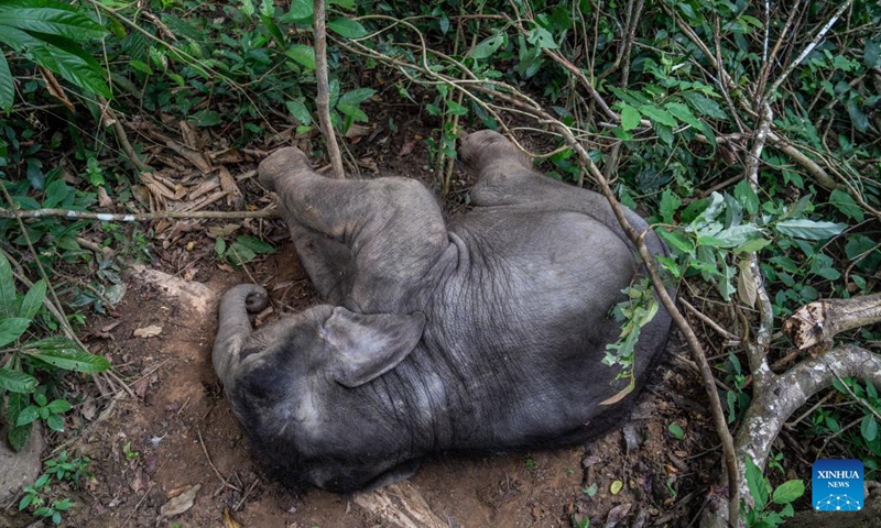 An elephant calf rests on the ground in Xishuangbanna Dai Autonomous Prefecture, southwest China's Yunnan Province, Dec. 8, 2024. (Photo: Xinhua)