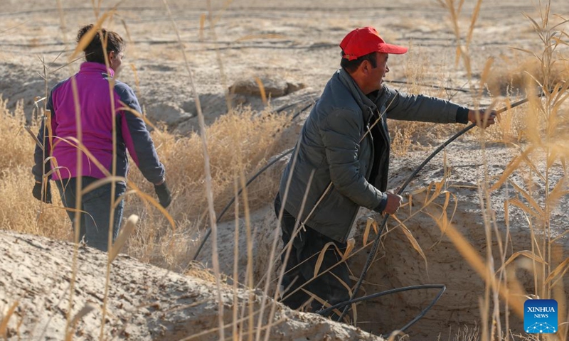 Memet Metseyit and his wife check drip irrigation hoses laid on the sandy land in Minfeng County, northwest China's Xinjiang Uygur Autonomous Region, Dec. 4, 2024. (Photo: Xinhua)