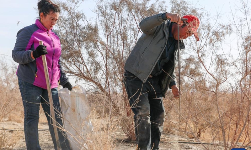Memet Metseyit and his wife dig dried cistanche from the sandy land they contracted in Minfeng County, northwest China's Xinjiang Uygur Autonomous Region, Dec. 4, 2024. (Photo: Xinhua)