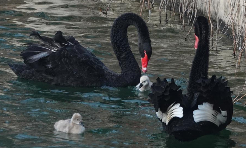 Five baby swans and their black swan parents paddle on a pond at the Old Summer Palace in Beijing, Dec. 10, 2024. (Photo: ecns.cn)