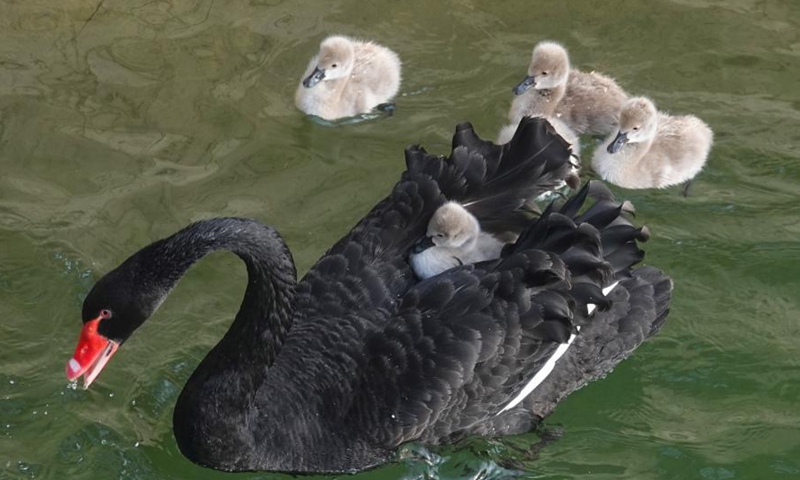 Five baby swans and their black swan parents paddle on a pond at the Old Summer Palace in Beijing, Dec. 10, 2024. (Photo: ecns.cn)