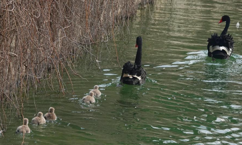 Five baby swans and their black swan parents paddle on a pond at the Old Summer Palace in Beijing, Dec. 10, 2024. (Photo: ecns.cn)