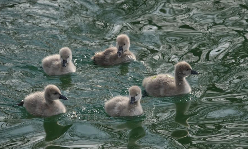 Five baby swans and their black swan parents paddle on a pond at the Old Summer Palace in Beijing, Dec. 10, 2024. (Photo: ecns.cn)